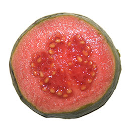 Psidium guajava fresa